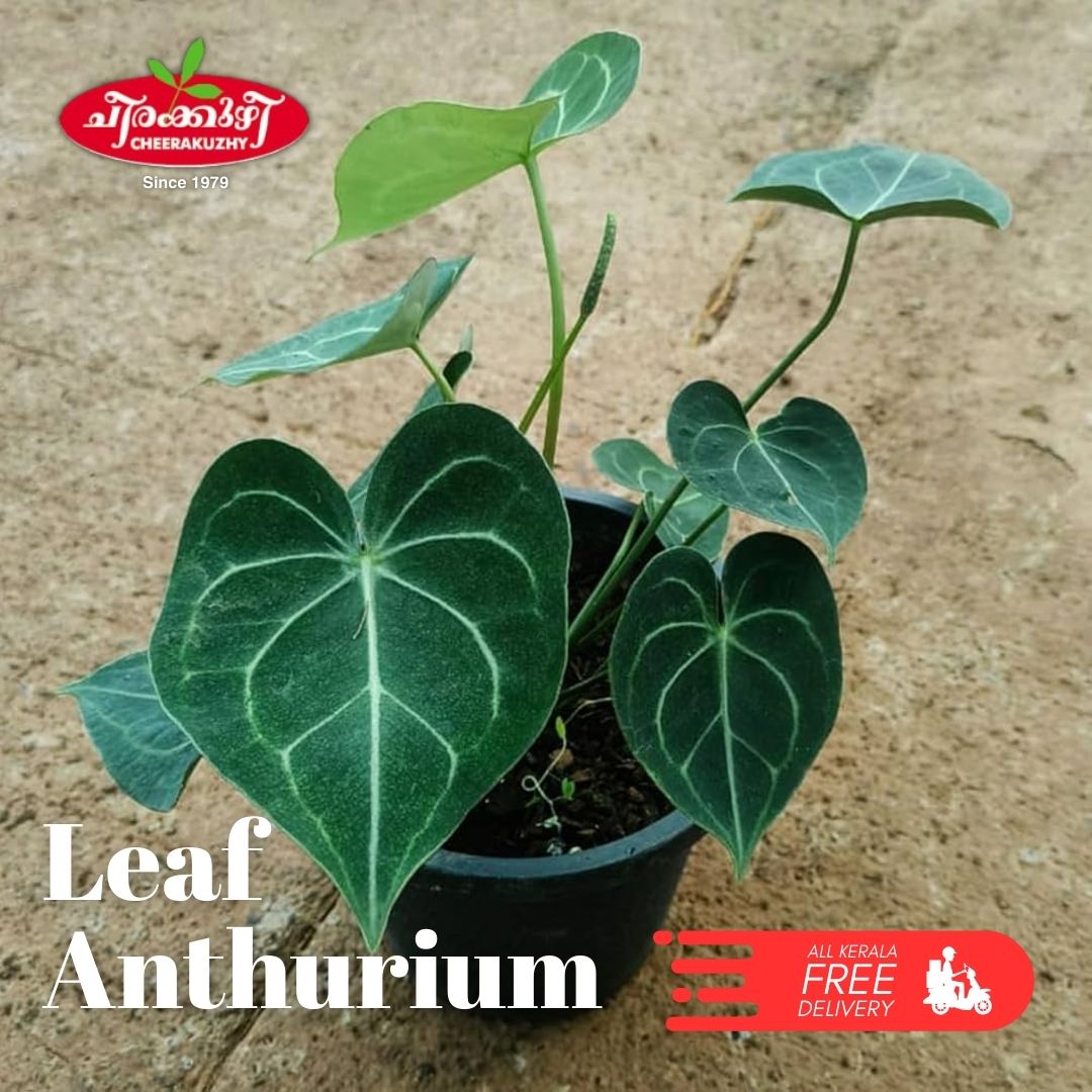 Anthurium - Leaf